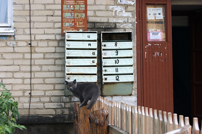 Etkulsky-cat