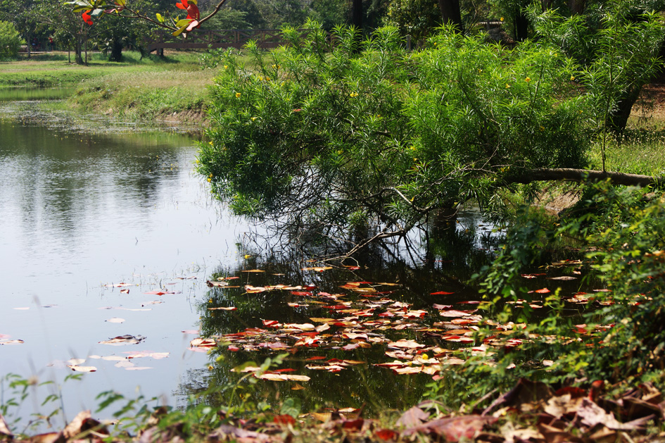 пруд в национальном парке Ча-Ам