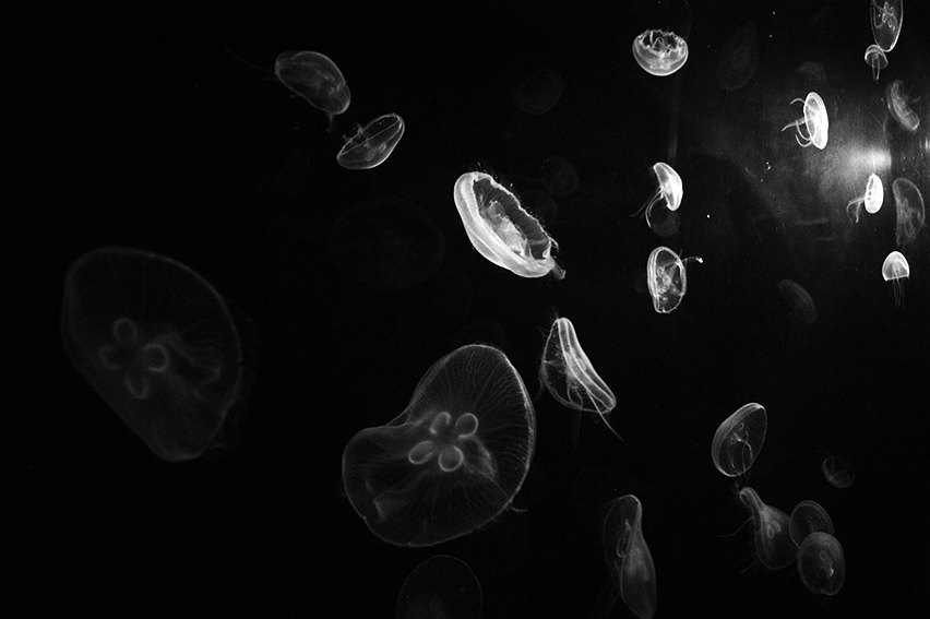 glowing-jellyfish
