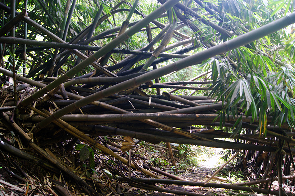 13-bambuk