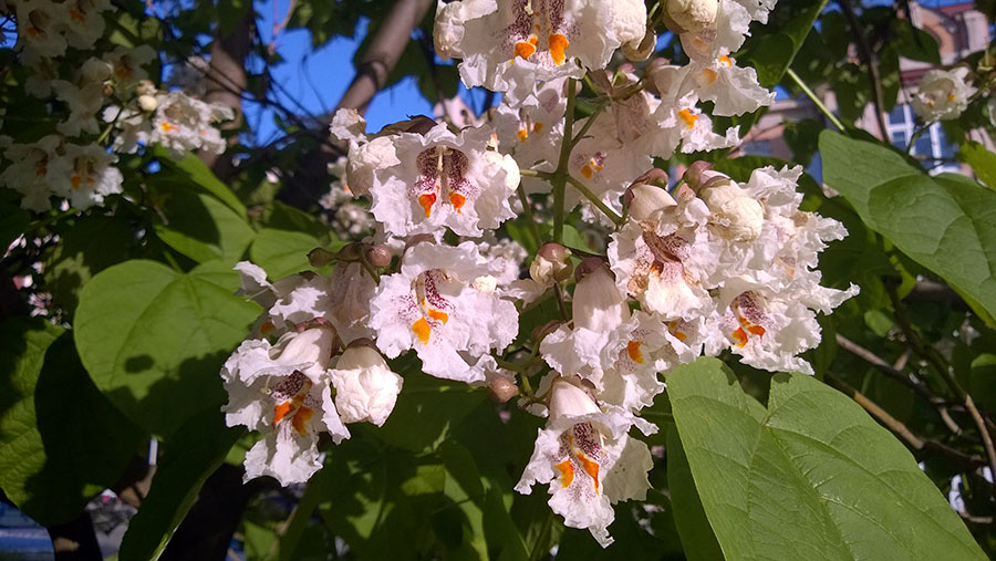 цветы в Пятигорске